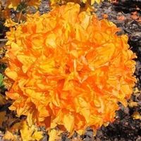 Azalée japonaise 'Golden Flare' 2x